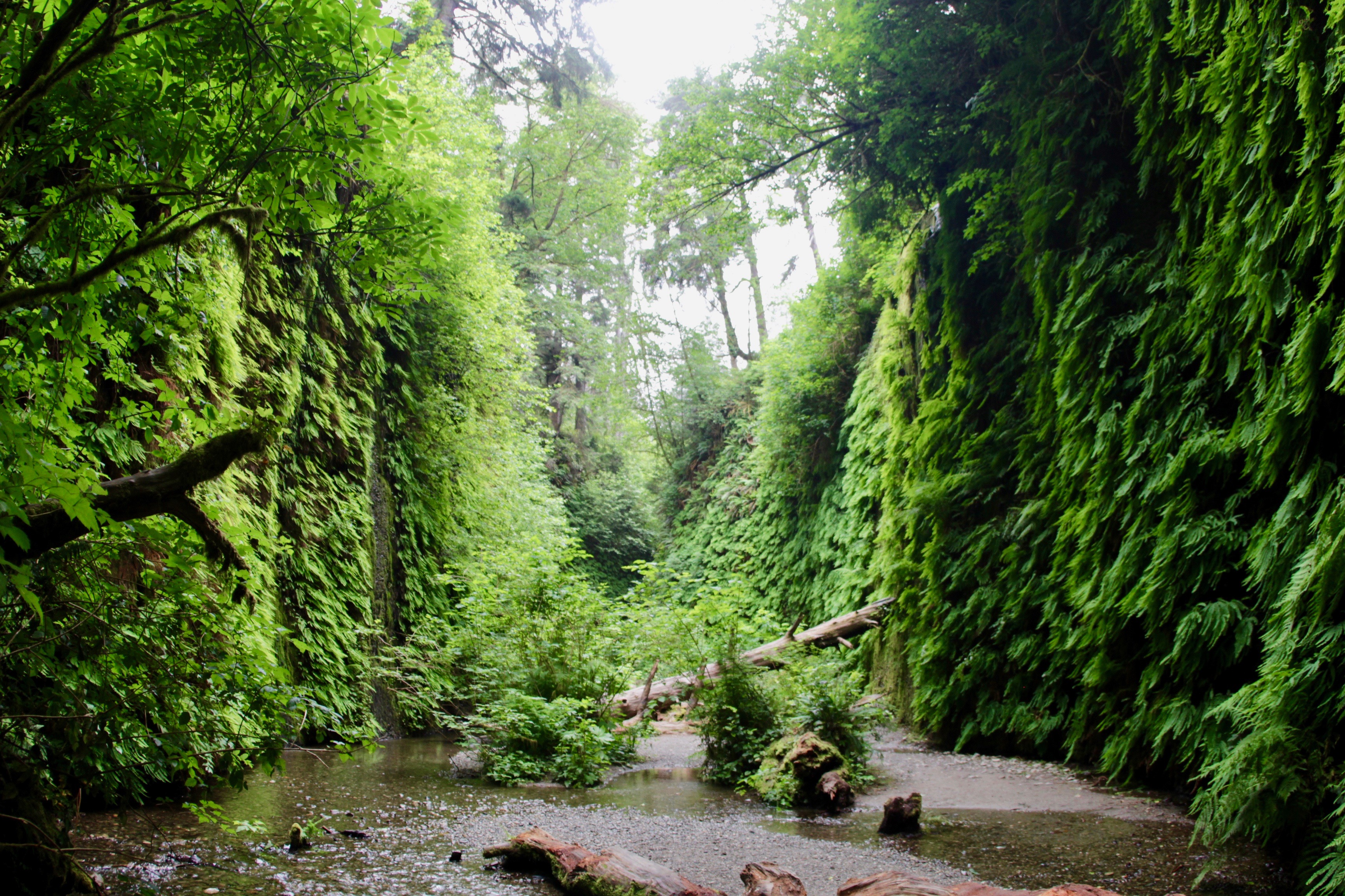 Verdant canyon covered in ferns